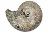 Iridescent, Pyritized Ammonite (Quenstedticeras) Fossil - Russia #336224-1